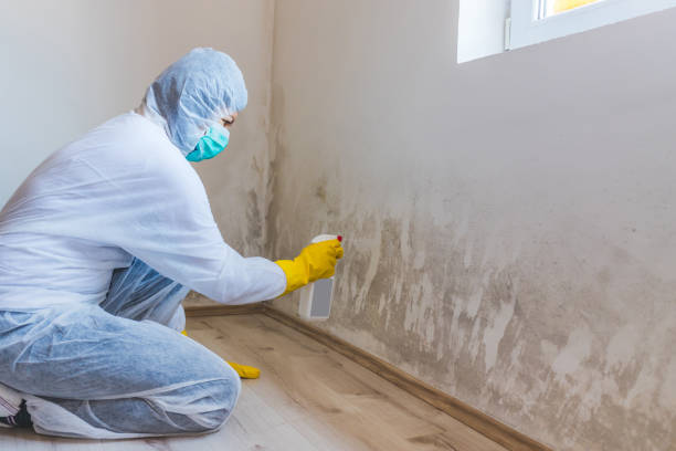 Licensed Black Mold Removal service in Palatine, IL - WQB Mold Removal