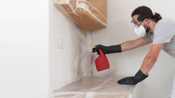 Professional Black Mold Removal technician working in Palatine, IL