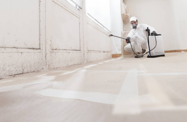 24/7 Emergency Black Mold Removal experts in Palatine, IL